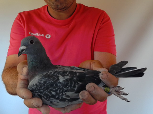 Pigeon image