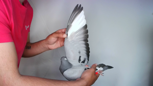 Pigeon image