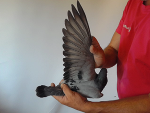 Pigeon image