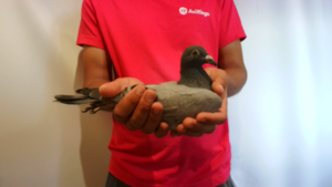 Pigeon image