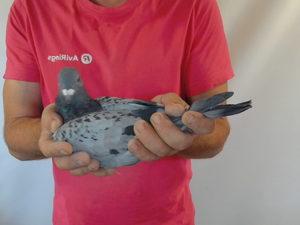 Pigeon image