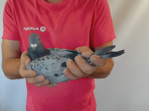 Pigeon image