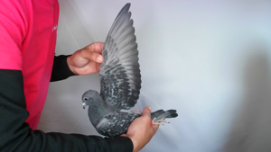 Pigeon image