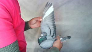 Pigeon image