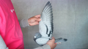 Pigeon image