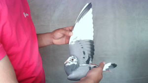 Pigeon image