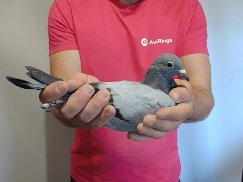 Pigeon image