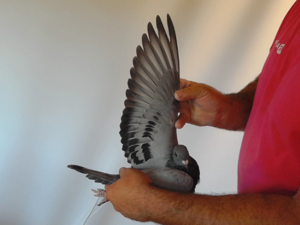 Pigeon image