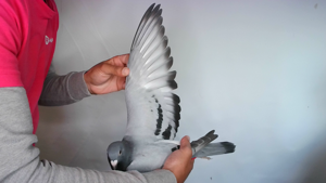 Pigeon image