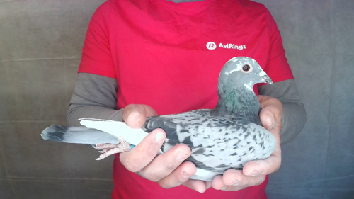 Pigeon image