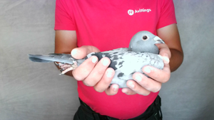 Pigeon image