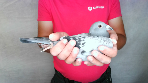 Pigeon image