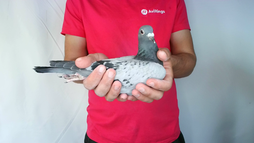 Pigeon image