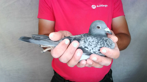 Pigeon image