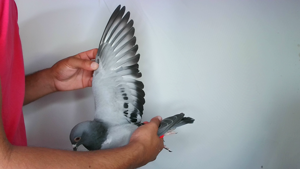 Pigeon image