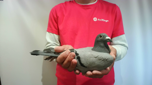 Pigeon image