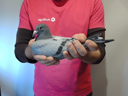 Pigeon image