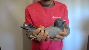 Pigeon image