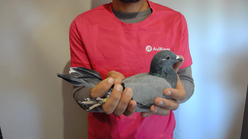 Pigeon image