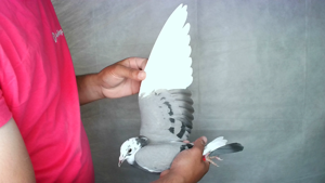 Pigeon image