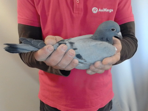 Pigeon image