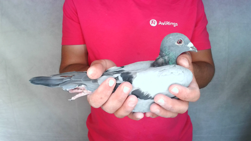 Pigeon image