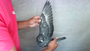 Pigeon image