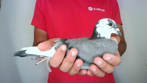 Pigeon image