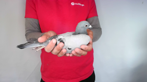Pigeon image