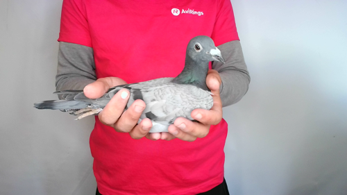 Pigeon image