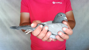 Pigeon image