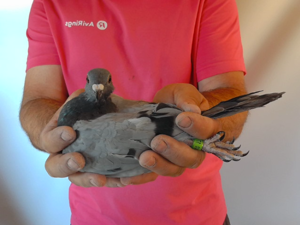 Pigeon image