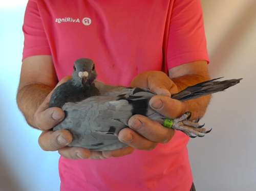 Pigeon image