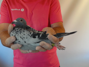 Pigeon image