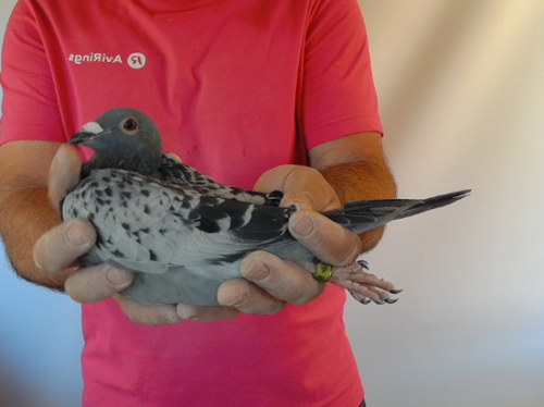 Pigeon image