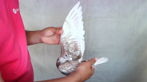 Pigeon image