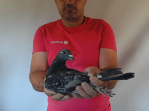 Pigeon image