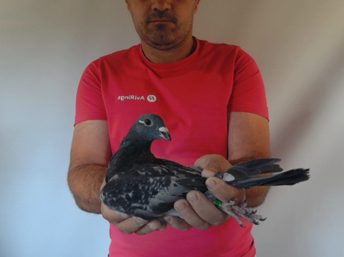 Pigeon image