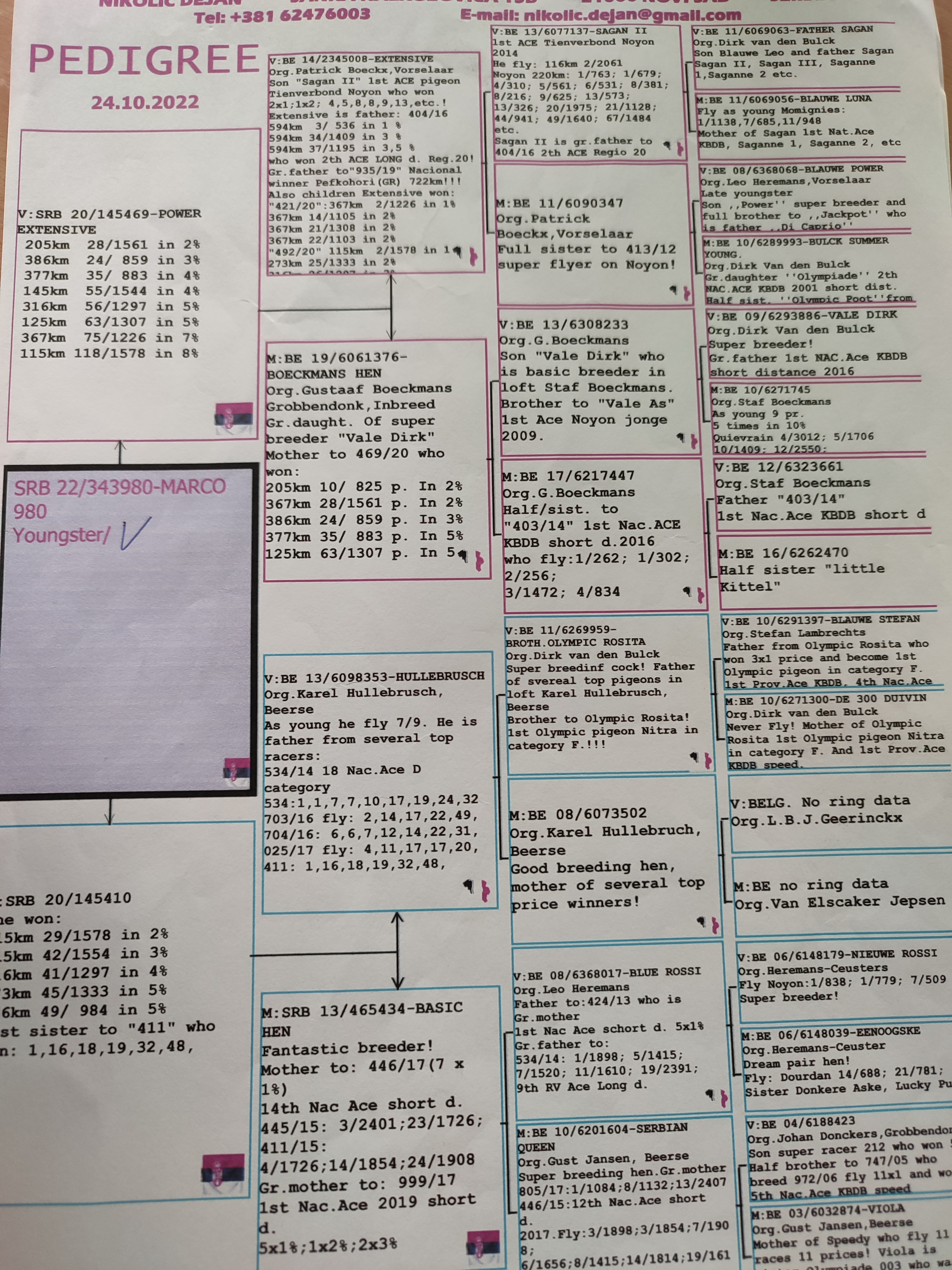 Pigeon pedigree image