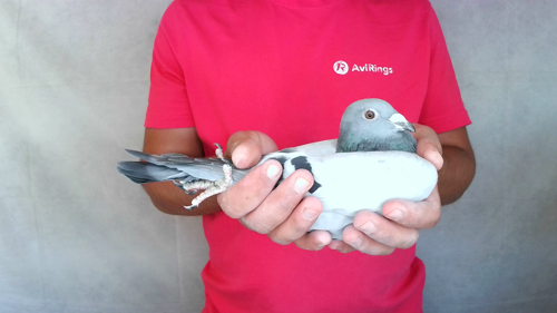 Pigeon image