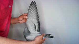 Pigeon image