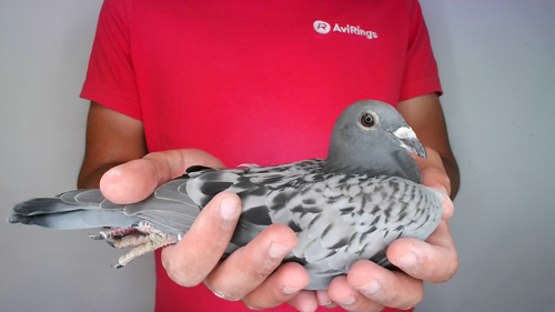 Pigeon image