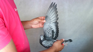 Pigeon image