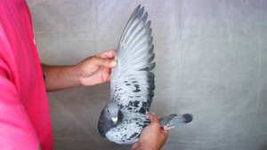 Pigeon image