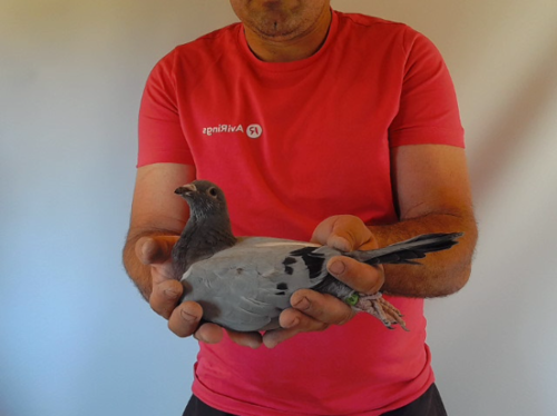 Pigeon image