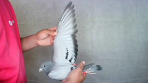 Pigeon image