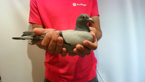 Pigeon image