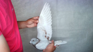 Pigeon image