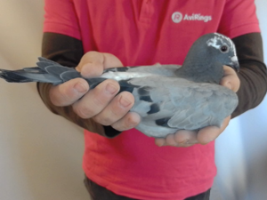 Pigeon image