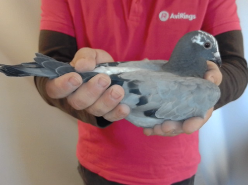 Pigeon image